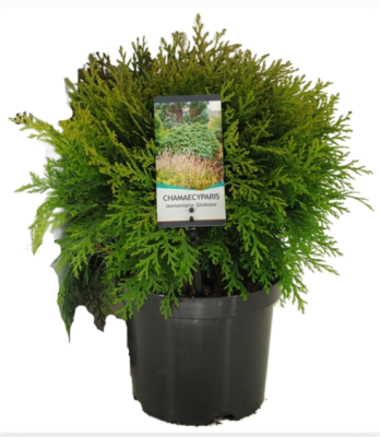 Кипарисовик Л.Globosa, Гор23, Выс70 в интернет гипермаркете «Планета Лета». Фото