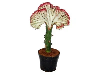 Эуфорбия, Гор5, Выс10 в интернет гипермаркете «Планета Лета». Фото