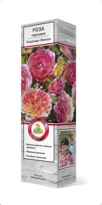 Роза парковая Розоман Жанон/ЦКор П в интернет гипермаркете «Планета Лета». Фото
