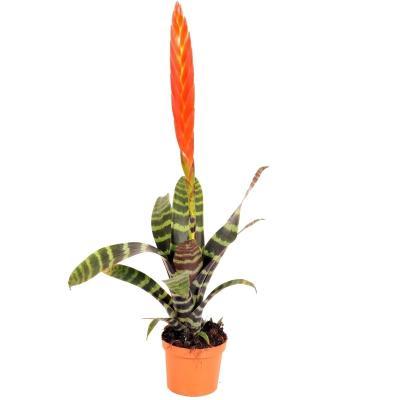 Врезия Era Rood, Гор9, Выс50 в интернет гипермаркете «Планета Лета». Фото