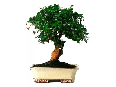 Бонсаи Mix цветущий, Гор12, Выс20 в интернет гипермаркете «Планета Лета». Фото