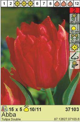 BES Тюльпан Abba (x5) в интернет гипермаркете «Планета Лета». Фото