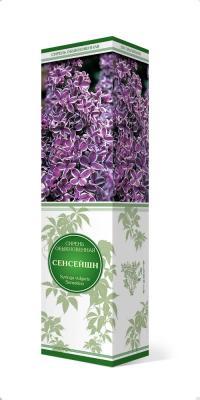 Сирень обыкновенная Сенсейшн/ЦКор в интернет гипермаркете «Планета Лета». Фото