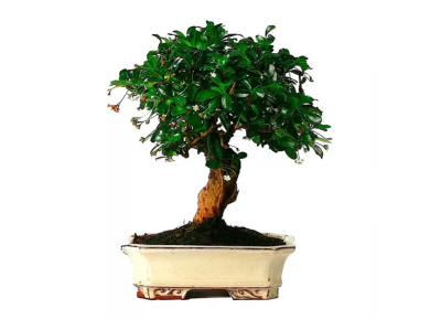 Бонсаи Mix цветущий, Гор12, Выс20 в интернет гипермаркете «Планета Лета». Фото