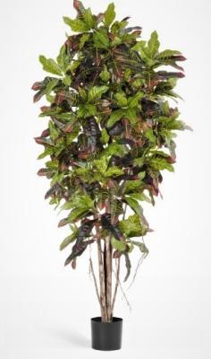 Кротон 120 см 2/2 10.37604N в интернет гипермаркете «Планета Лета». Фото