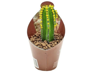 Кактус + декор, Гор30, Выс40 в интернет гипермаркете «Планета Лета». Фото