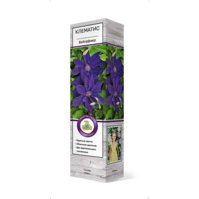 Клематис крупноцветковый Вайлдфаер/ЦКор в интернет гипермаркете «Планета Лета». Фото