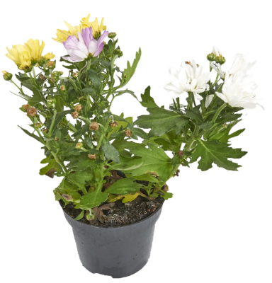 Хризантема Carnaval, Гор12, Выс22 в интернет гипермаркете «Планета Лета». Фото