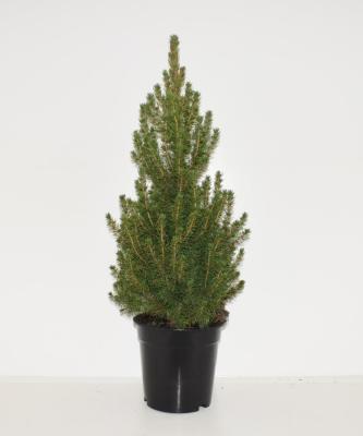 Ель канадская Conica, Гор23, Выс70 в интернет гипермаркете «Планета Лета». Фото