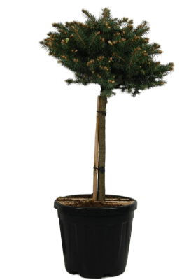 Ель колючая Glauca Globosa штамб, Гор40, Выс100 И в интернет гипермаркете «Планета Лета». Фото