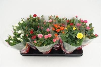 Роза Hybrid Mix, Гор10, Выс30 в интернет гипермаркете «Планета Лета». Фото