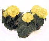 Бегония Gryphon, Гор12, Выс20 в интернет гипермаркете «Планета Лета». Фото