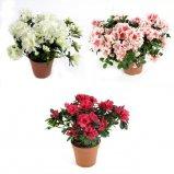 Рододендрон Mix, Гор9, Выс20 Уценка!!! в интернет гипермаркете «Планета Лета». Фото