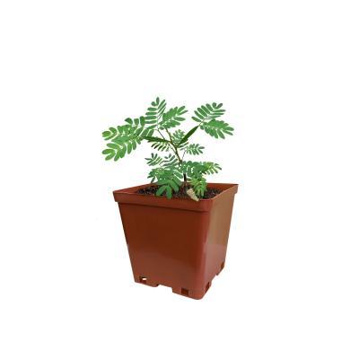 Акация желтая 2-летка С2 Выс40 в интернет гипермаркете «Планета Лета». Фото