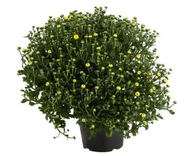 Хризантема мультифлора TRIO Mini, конт. 15см (1,5л) М в интернет гипермаркете «Планета Лета». Фото