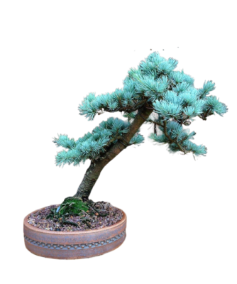 Бонсай Кедр гимал.Feelin Blue, Гор60, Выс200-220 в интернет гипермаркете «Планета Лета». Фото