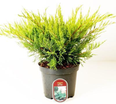 Можжевел.средн.Mint Julep, Гор27, Выс40 в интернет гипермаркете «Планета Лета». Фото