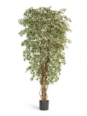 Фикус гавайский лиана пестр 150 см 10.30905NW в интернет гипермаркете «Планета Лета». Фото