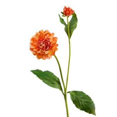 Георгин оранжевый в-48 см, д-8 см 1цв 1бут 12/144 30.03070033/1 в интернет гипермаркете «Планета Лета». Фото