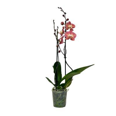 Фаленопсис 2 рр Tarragon Heart, Гор12, Выс60 в интернет гипермаркете «Планета Лета». Фото
