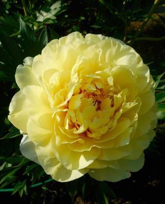 Пион травянистый Бартцелла (туба) в интернет гипермаркете «Планета Лета». Фото