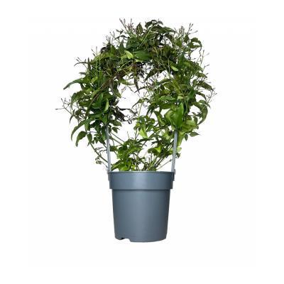 Жасмин Polyanthum, Гор12, Выс45 в интернет гипермаркете «Планета Лета». Фото