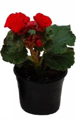 Бегония клубневая, Гор10,5 М в интернет гипермаркете «Планета Лета». Фото