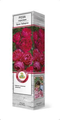 Роза парковая Эрик Таберли/ЦКор П в интернет гипермаркете «Планета Лета». Фото