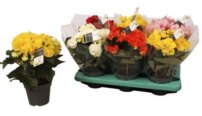 Бегония Double Mix, Гор14, Выс30 в интернет гипермаркете «Планета Лета». Фото