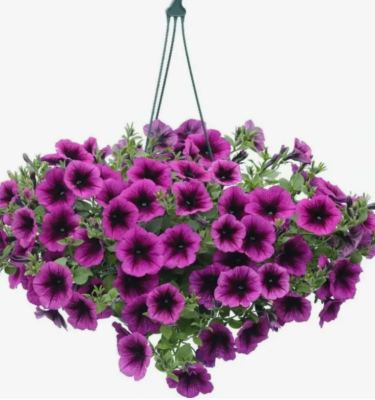 Петуния ампел. подв, Гор17 М в интернет гипермаркете «Планета Лета». Фото