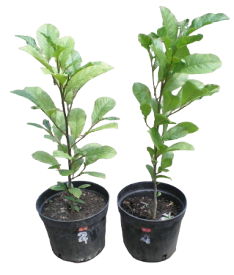 Магнолия Soulangeana grandiflora, Гор33, Выс110 И в интернет гипермаркете «Планета Лета». Фото