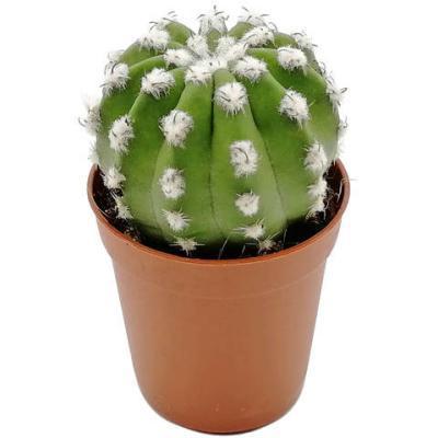 Кактус Subdenudata, Гор5, Выс10 в интернет гипермаркете «Планета Лета». Фото