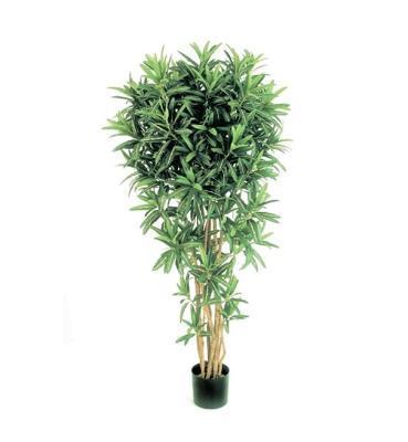 Кротон Голдфингер Рефлекса 150 см 10.37805N в интернет гипермаркете «Планета Лета». Фото