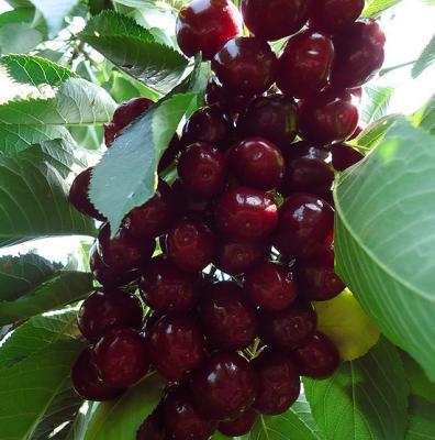 Черешня колоновидная Сильвия 2-летка С4 Выс120 в интернет гипермаркете «Планета Лета». Фото