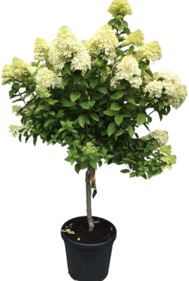 Гортензия метельч.Grandiflora штамб, Гор31, Выс100 в интернет гипермаркете «Планета Лета». Фото