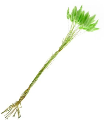 Лагурус зеленый 1шт в интернет гипермаркете «Планета Лета». Фото