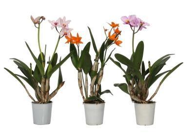 Каттлея, Гор12, Выс30 в интернет гипермаркете «Планета Лета». Фото