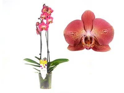 Фаленопсис 2 pp Leco Fantastic, Гор12, Выс70 в интернет гипермаркете «Планета Лета». Фото