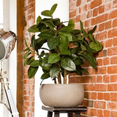 Кашпо IDEALIST Лотус Чаша, серо-коричневый, d29 h13.5, MESHB29-T в интернет гипермаркете «Планета Лета». Фото