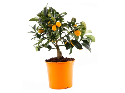 Цитрофортунелла Mix, Гор14, Выс40 в интернет гипермаркете «Планета Лета». Фото