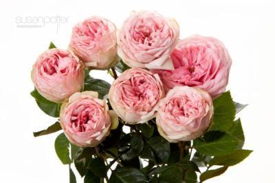 Роза спрей Брайдал Пиано 23 М в интернет гипермаркете «Планета Лета». Фото