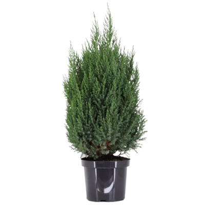Можжевел.китайс.Stricta, Гор24, Выс105 Б в интернет гипермаркете «Планета Лета». Фото