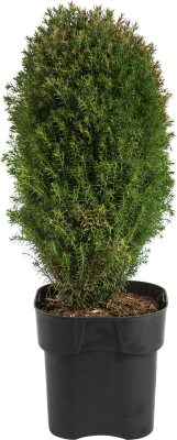 Туя запад.Teddy, Гор13, Выс20 в интернет гипермаркете «Планета Лета». Фото