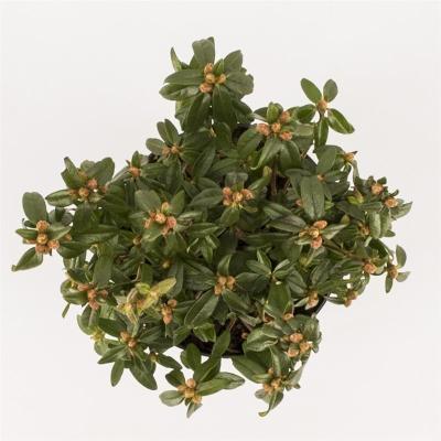 Рододендрон Inga двухцв., Гор12, Выс25 в интернет гипермаркете «Планета Лета». Фото