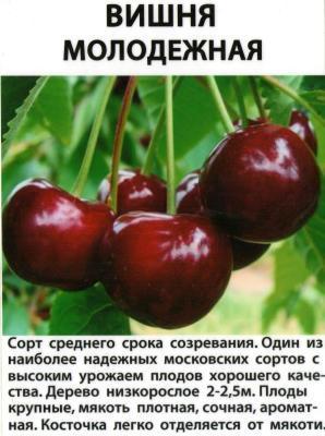 Вишня Молодежная 2-летка С4 Выс140 в интернет гипермаркете «Планета Лета». Фото