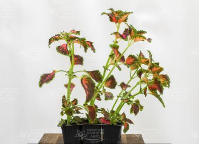 Колеус Main Street клаета (1*6) М в интернет гипермаркете «Планета Лета». Фото