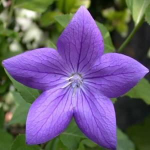 Ширококолокольчик, Гор12, Выс25 в интернет гипермаркете «Планета Лета». Фото