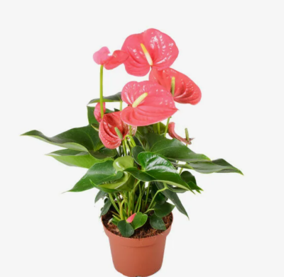 Антуриум Felicita, Гор14, Выс50 в интернет гипермаркете «Планета Лета». Фото