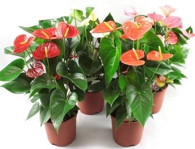 Антуриум Mix, Гор12, Выс40 в интернет гипермаркете «Планета Лета». Фото