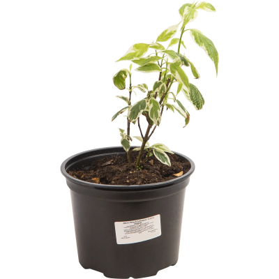 Дерен белый Sibirica, Гор19, Выс30-50 М в интернет гипермаркете «Планета Лета». Фото